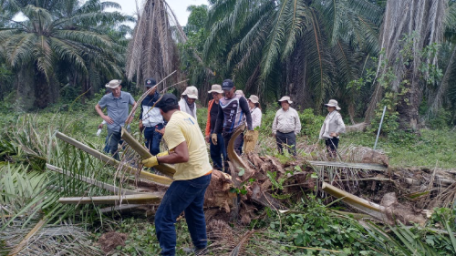 Grupo de agricultores y técnicos inspeccionando los restos de una palma de aceite