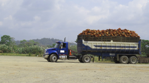 Camión de carga azul con un remolque lleno de racimos de frutos de palma de aceite