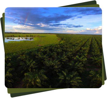 Vista aérea de una plantación de palma de aceite con filas organizadas, un humedal y un arcoíris en el cielo.