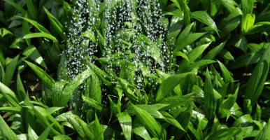Primer plano de plántulas de palma jóvenes de color verde intenso siendo regadas con una fina lluvia de agua