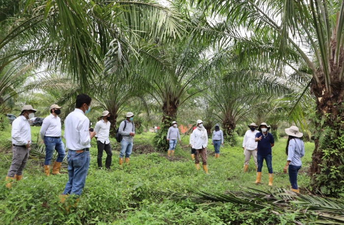 Profesionales de la agroindustria de la palma en una reunión o recorrido de campo, recibiendo instrucciones bajo las palmeras.