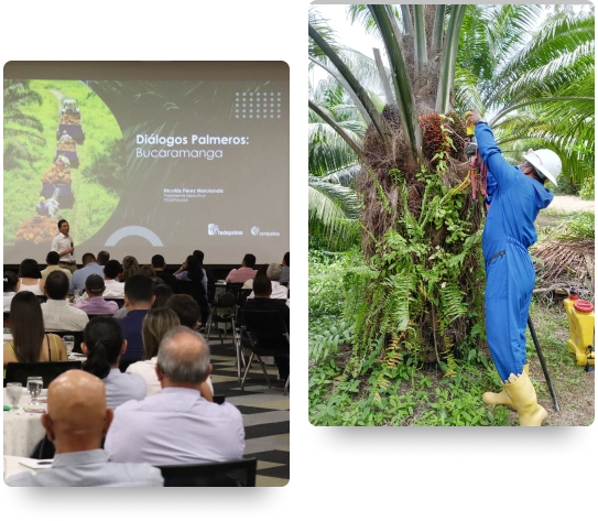 Dos imágenes: (izquierda) una presentación en el evento "Diálogos Palmeros: Bucaramanga"; (derecha) un trabajador con overol azul aplicando químicos a una palma de aceite.