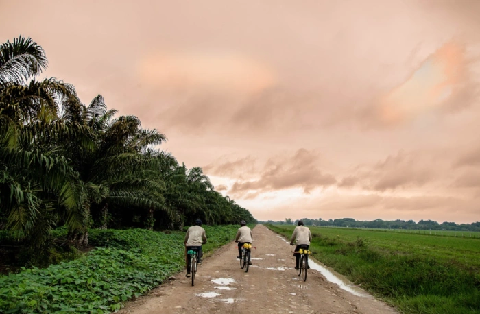 res trabajadores montando en bicicleta por un camino rural al atardecer, flanqueado por palmeras y un campo abierto.