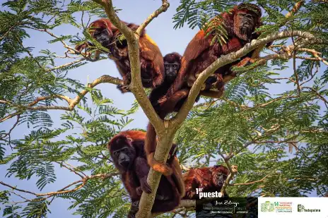 familia de cinco monos aulladores de pelaje marrón rojizo encaramados en las ramas de un árbol frondoso.