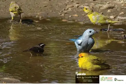 Primer plano de cuatro aves de diferentes colores (amarillo, azul y negro) dándose un baño en un charco de lodo.