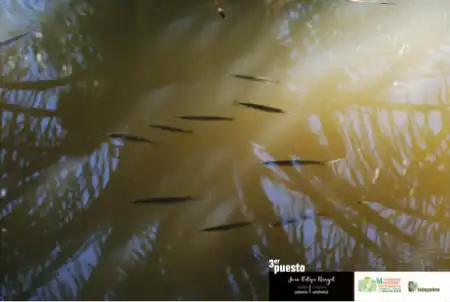 Vista de un cardumen de peces pequeños nadando bajo la superficie de agua turbia con reflejos.