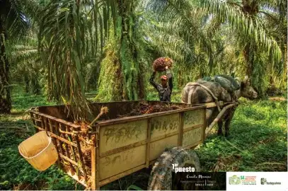 Trabajador cosechando y cargando un racimo de frutos de palma de aceite en una carreta tirada por un búfalo en medio de la plantación.