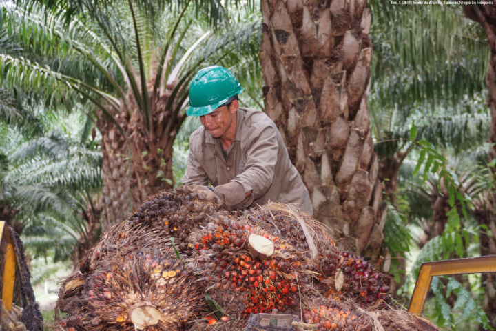 Trabajador con casco verde sobre una pila grande de racimos de frutos de palma de aceite recién cosechados en una plantación