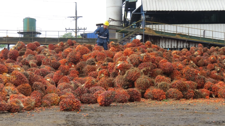 Gran pila de racimos de frutos de palma de aceite frente a una planta de extracción, con un trabajador con casco amarillo de pie en la parte superior."