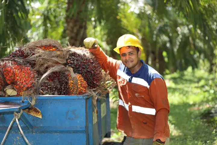 trabajador sonriente con casco amarillo y uniforme de trabajo, apoyado en el borde de un remolque azul lleno de racimos de frutos de palma