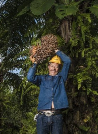 Un trabajador (palmero), sosteniendo un racimo de fruto fresco de palma de aceite