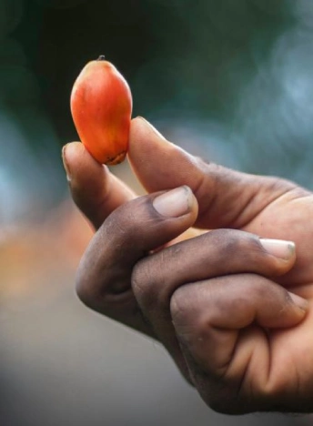 Primer plano de una mano sosteniendo un fruto individual de palma de aceite