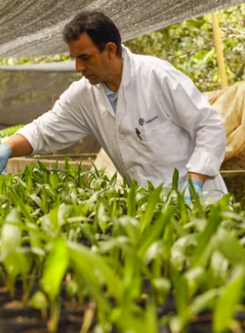 Hombre con bata de laboratorio y guantes, trabajando en un vivero con plántulas jóvenes de palma de aceite