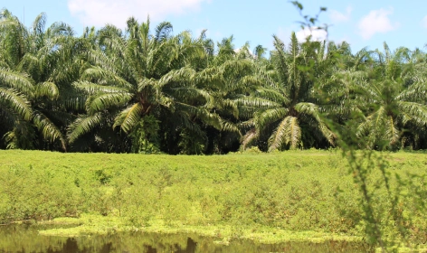 Fila de palmeras de aceite altas detrás de un cuerpo de agua