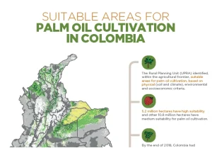 Infographic titled "SUITABLE AREAS FOR PALM OIL CULTIVATION IN COLOMBIA." The graphic features a color-coded map of Colombia highlighting suitable cultivation areas (yellow and green)