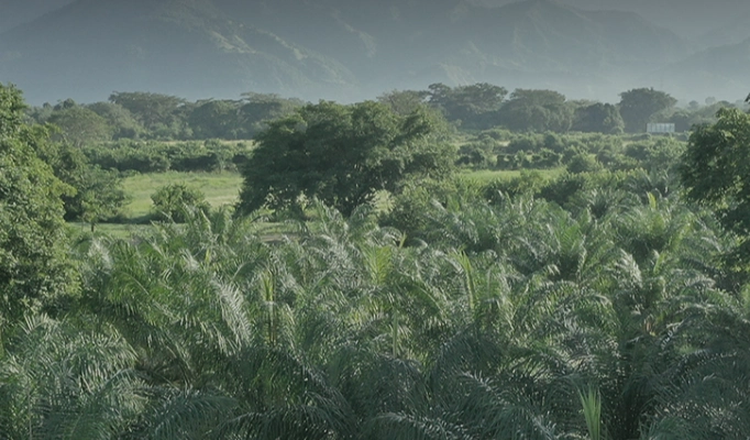 Vista panorámica de una plantación de palma de aceite