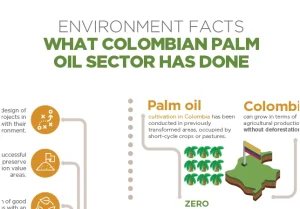 Infographic titled “ENVIRONMENT FACTS: WHAT THE COLOMBIAN PALM OIL SECTOR HAS DONE.” Shows the potential for growth without deforestation, with illustrations of palm trees.