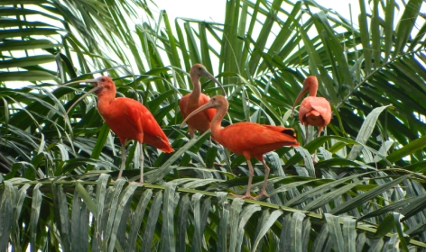 Cuatro ibis escarlata posados entre las hojas de una palmera.