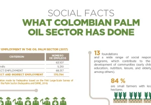 Infografía de 'Hechos Sociales' del sector palmero colombiano, detallando el empleo total de 170.794 puestos, las 13 fundaciones y el porcentaje de pequeños agricultores (84%)