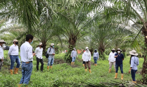 Grupo de personas en un campo de palmeras de aceite