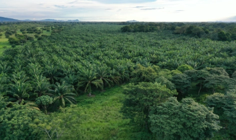 Vista aérea de un vasto campo de palmeras de aceite