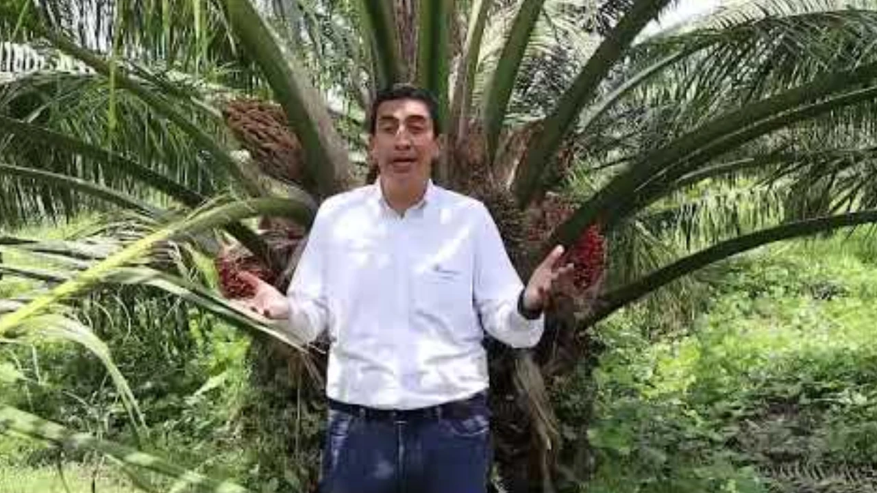 Hombre con camisa blanca y pantalones de jean, de pie frente a una palma de aceite
