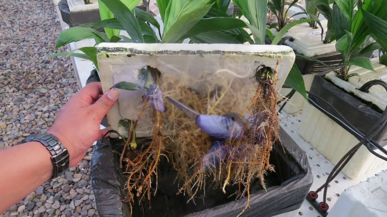 Mano sosteniendo una maceta transparente mostrando las raíces de una plántula de palma