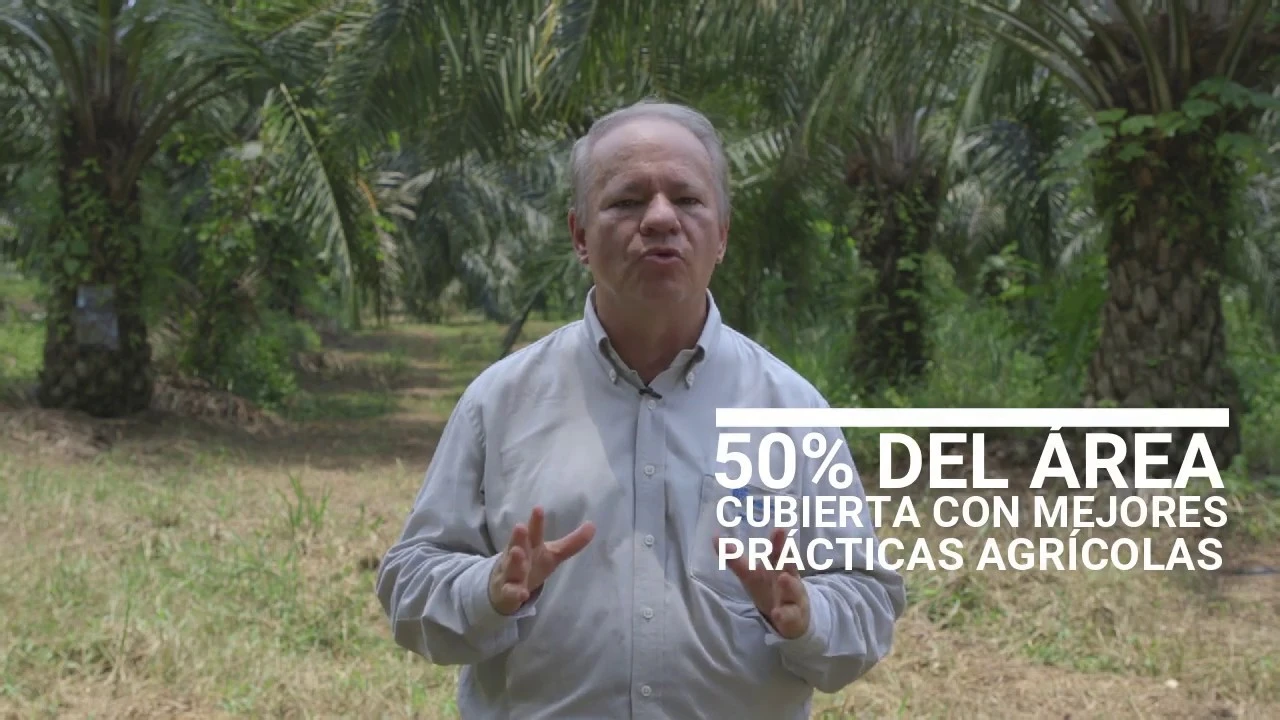 Hombre hablando en un cultivo de palma de aceite con el texto '50% del área cubierta con mejores prácticas agrícolas'