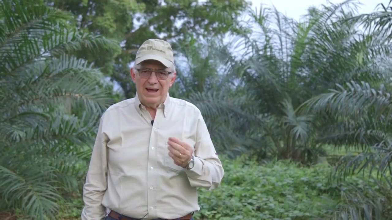 Hombre mayor de pie en una plantación de palma de aceite.
