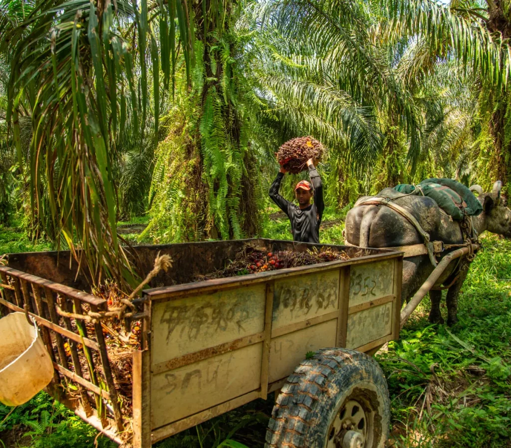 Trabajador en una plantación de palma de aceite levantando un racimo de frutos cosechados para cargarlo en una carreta tirada por un búfalo.