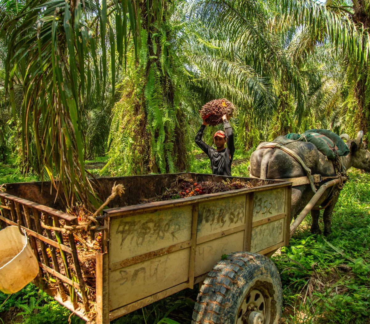 Trabajador en una plantación de palma de aceite levantando un racimo de frutos cosechados para cargarlo en una carreta tirada por un búfalo.