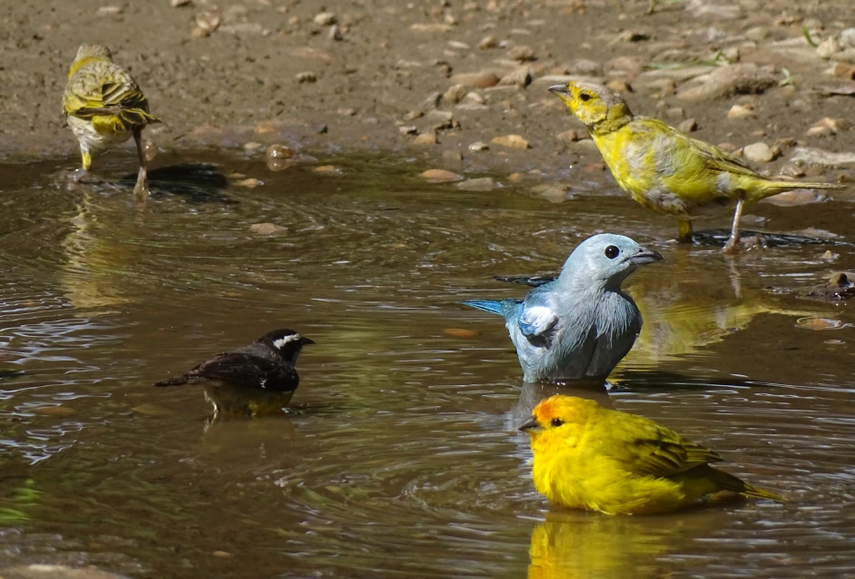 Cuatro pájaros de colores (amarillo, azul grisáceo y negro) bañándose juntos en un charco de agua sobre tierra húmeda.