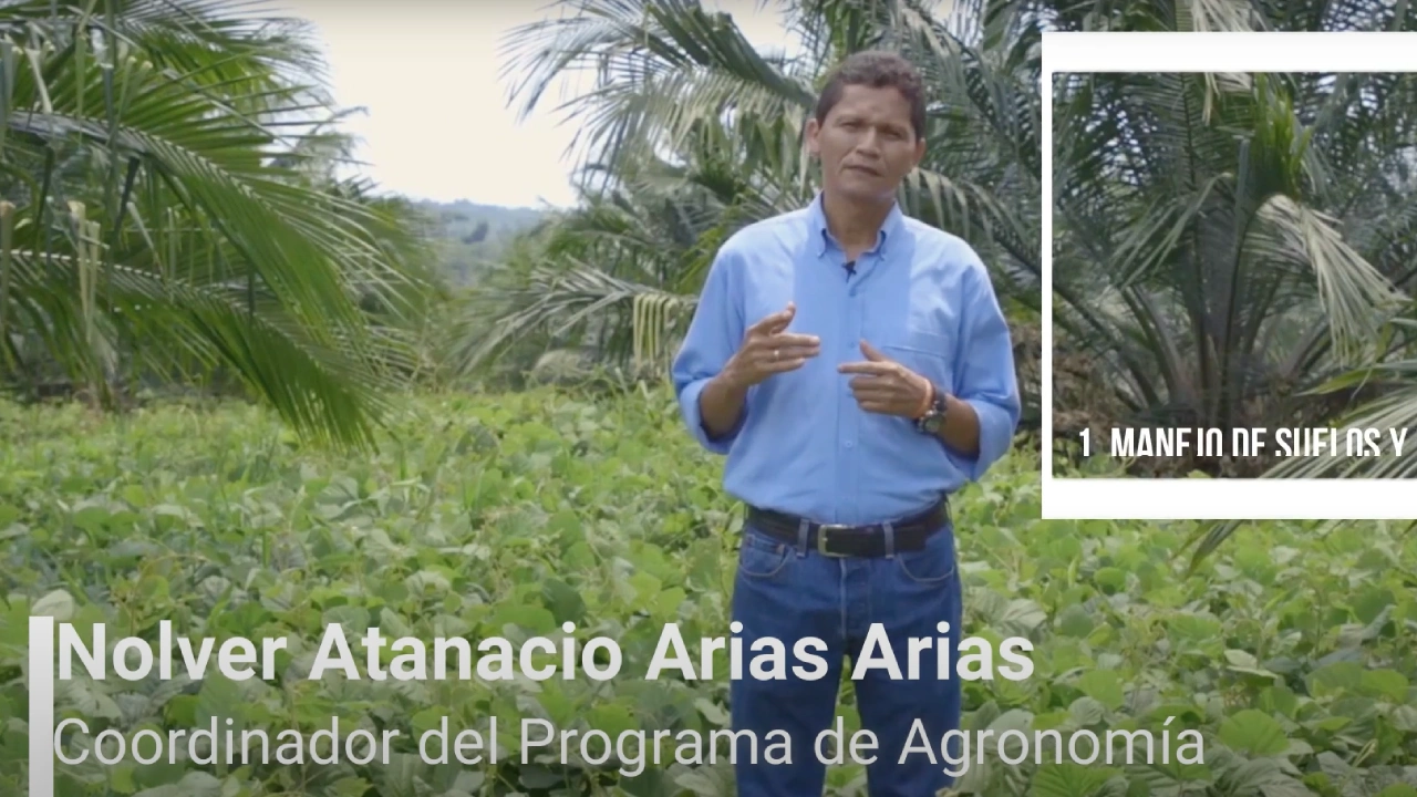 Nolver Atanacio Arias Arias, Coordinador del Programa de Agronomía, de pie en un campo con plantas bajas y palmas de aceite de fondo.