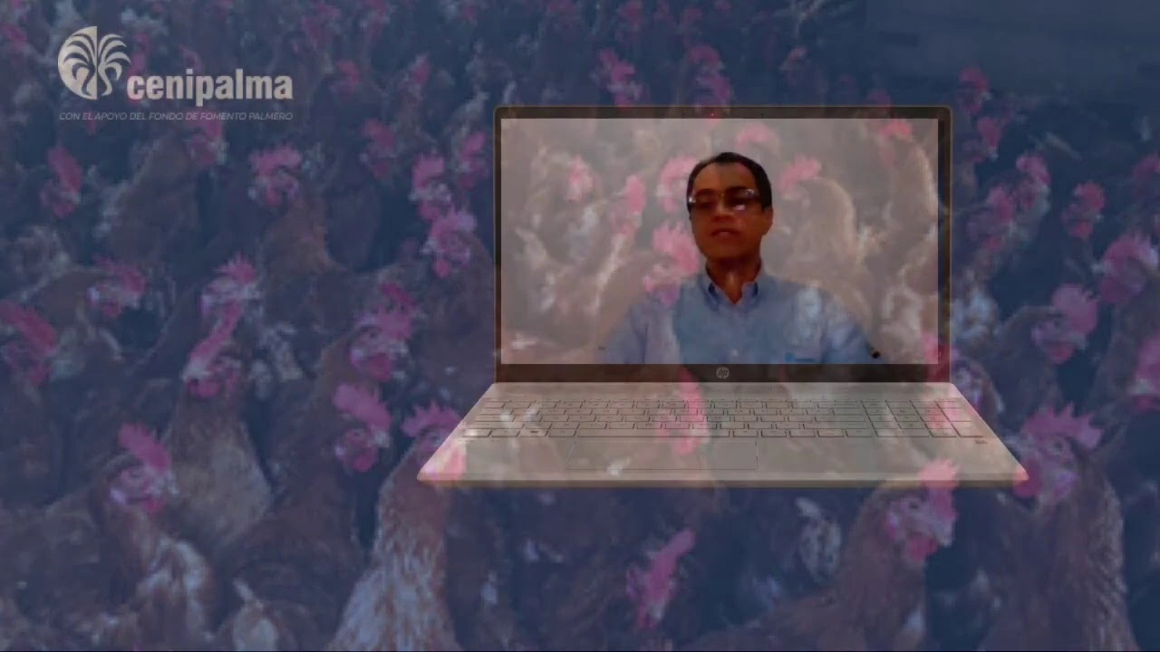 Hombre en videollamada proyectada en un portátil, con una superposición de imágenes de pollos y el logo de Cenipalma.