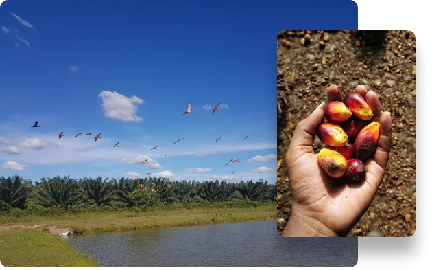 A la izquierda, campo de palmeras y bandada de aves sobre agua. A la derecha, una mano sostiene frutos de palma aceitera.
