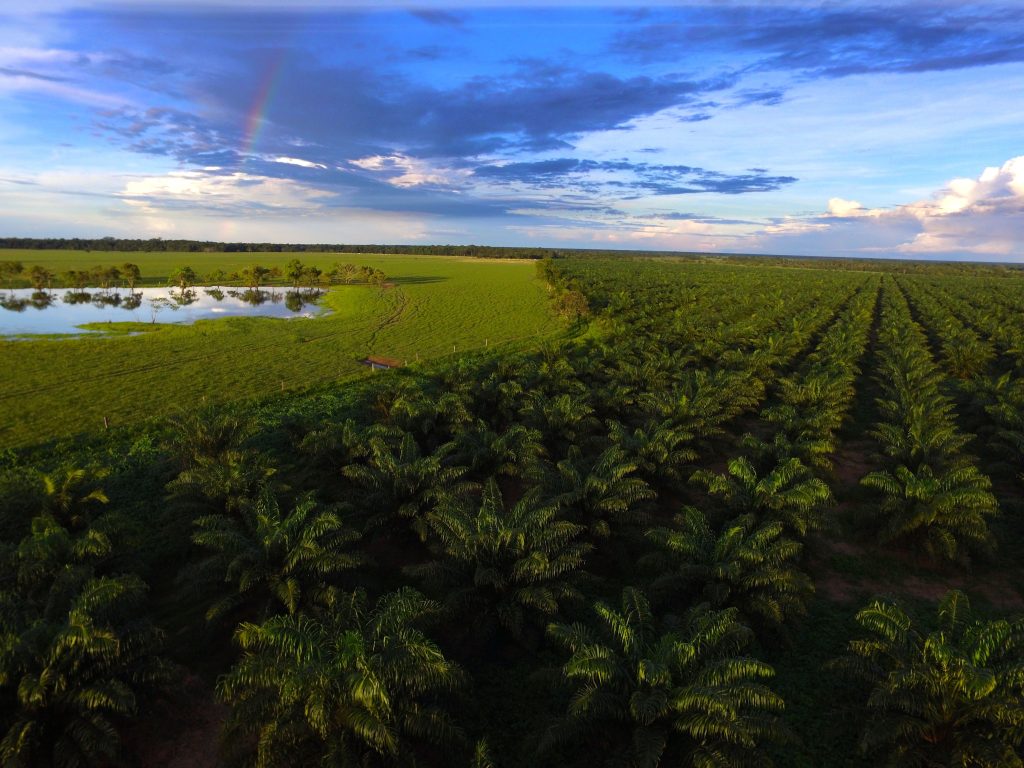 Vista aérea de un vasto cultivo de palma de aceite junto a un campo verde y un cuerpo de agua con un arcoíris en el cielo.