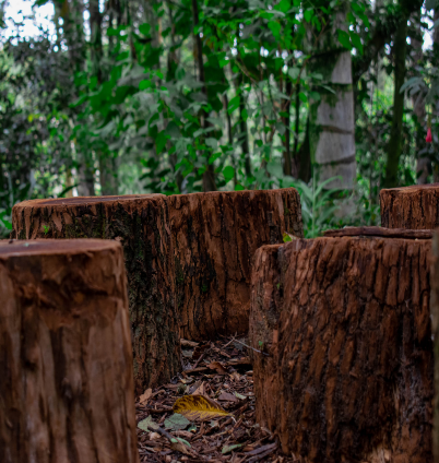 Primer plano de varios tocones o troncos de árboles cortados en un bosque o selva.