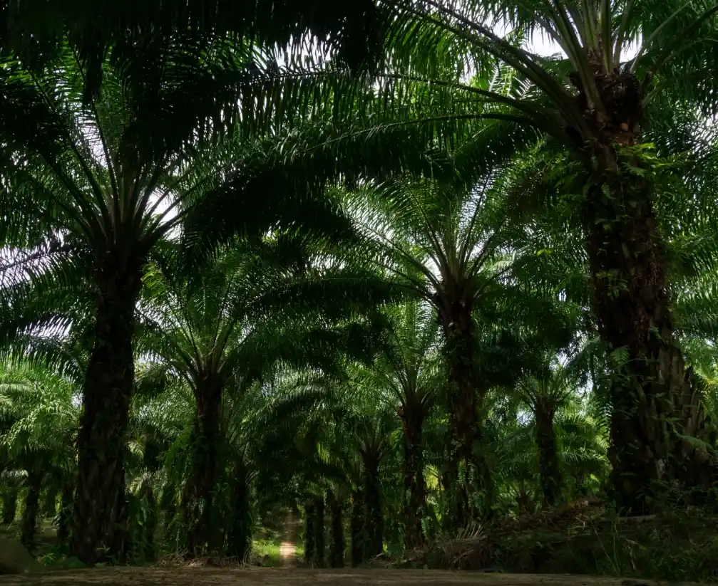 Denso bosque de palmas de aceite