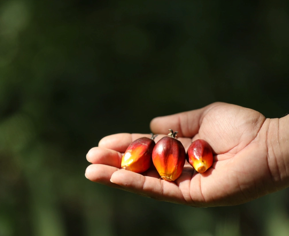 Mano sosteniendo tres frutos maduros de palma de aceite