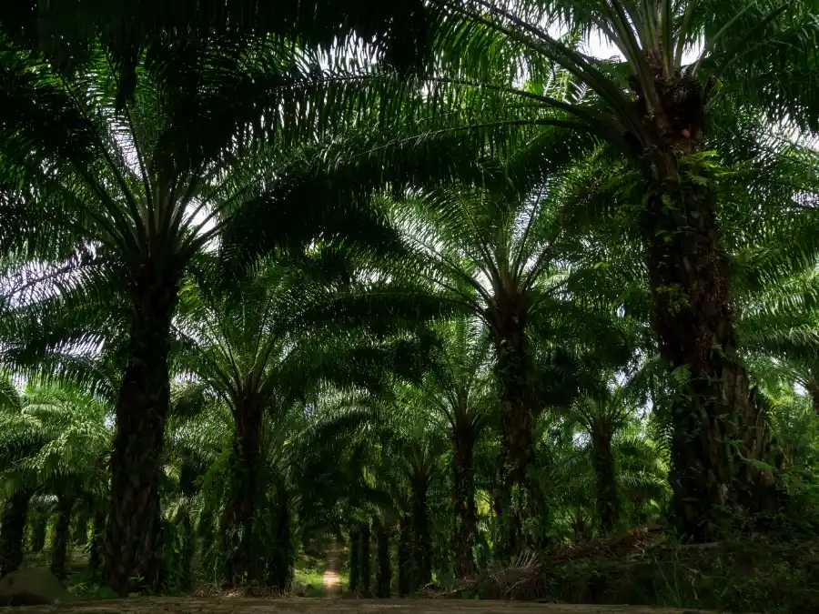 Vista de un denso bosque de palmas de aceite