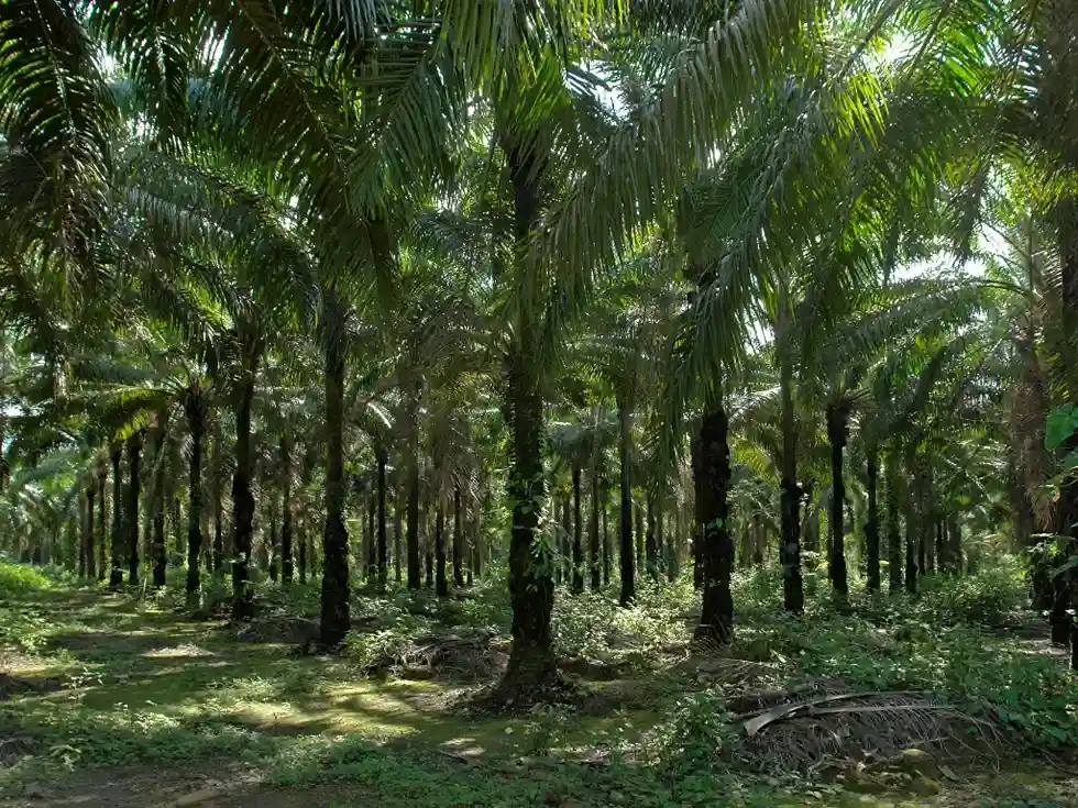 Un denso bosque de palmeras en una plantación de palma de aceite