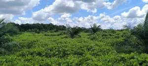 Vista panorámica de una plantación joven de palma de aceite con una densa alfombra de vegetación de cobertura (cubre suelo)