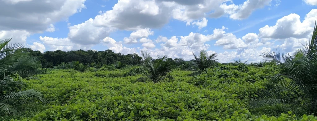 Vista panorámica de una plantación de palma de aceite joven