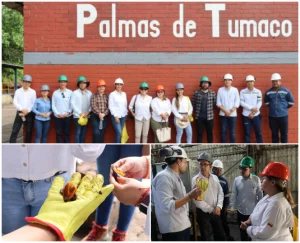 Collage de tres imágenes sobre el trabajo en Palmas de Tumaco.