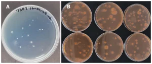 Imagen 1. En la fotografía se observa para (A) colonias características de bacterias fijadoras de nitrógeno de vida libre como Azotobacter sp y Azospirullum sp. en medio de cultivo NFB. (B) colonias características de Rhizobium sp. y Bradyrhizobium sp. en medio de cultivo LMA.