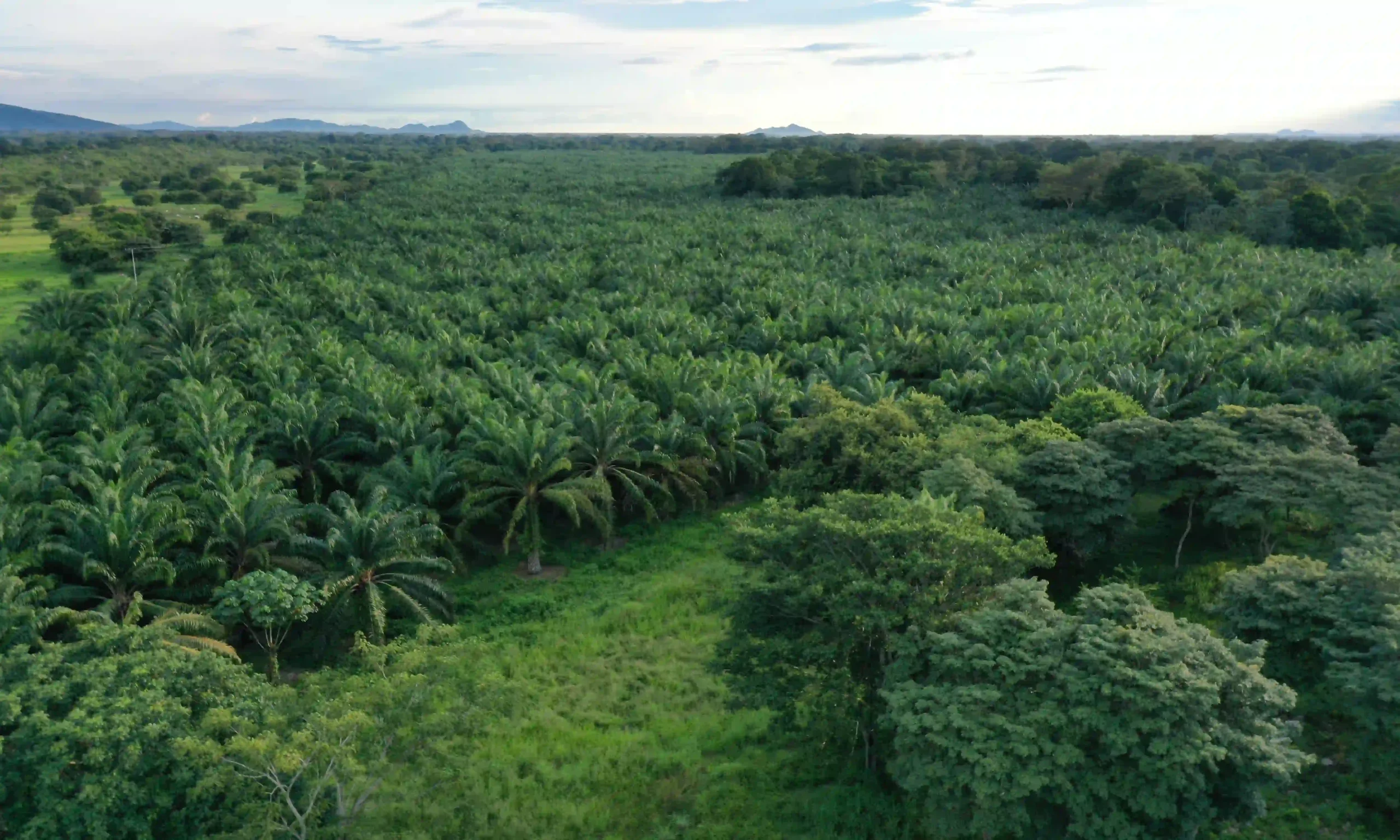 Vista aérea de un vasto paisaje dominado por un denso cultivo de palma de aceite