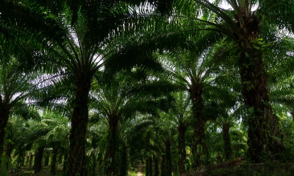 Vista interior de una plantación de palma de aceite con densas hileras de palmas altas creando un dosel oscuro.
