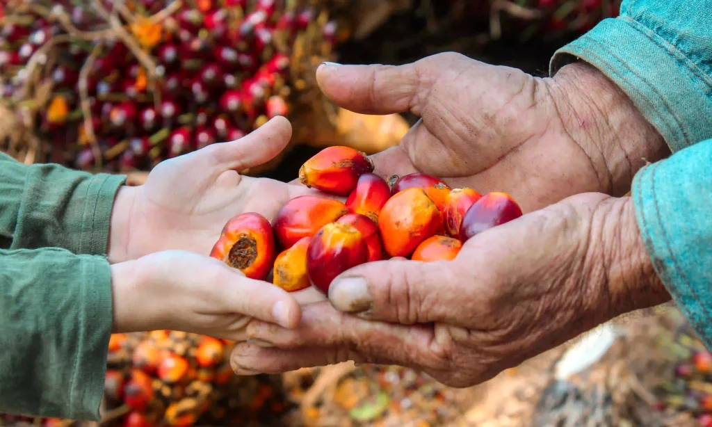 Manos de un agricultor pasando frutos de palma de aceite, de color rojo y anaranjado, a las manos de otra persona, simbolizando la transferencia de la cosecha.