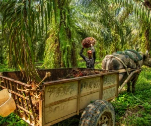 Trabajador en una plantación de palma de aceite levantando un racimo de frutos cosechados para cargarlo en una carreta tirada por un búfalo.
