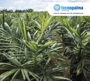Vista de plántulas de palma de aceite de alta calidad, probablemente material genético promovido por Tecpalma y Cenipalma, creciendo en una plantación.